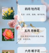 12月12日出生的人的花语是什么？