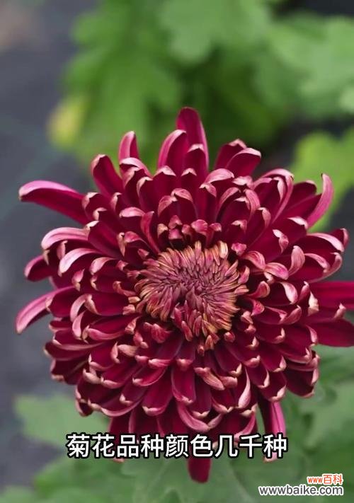 菊花的花语有哪些独特之处?