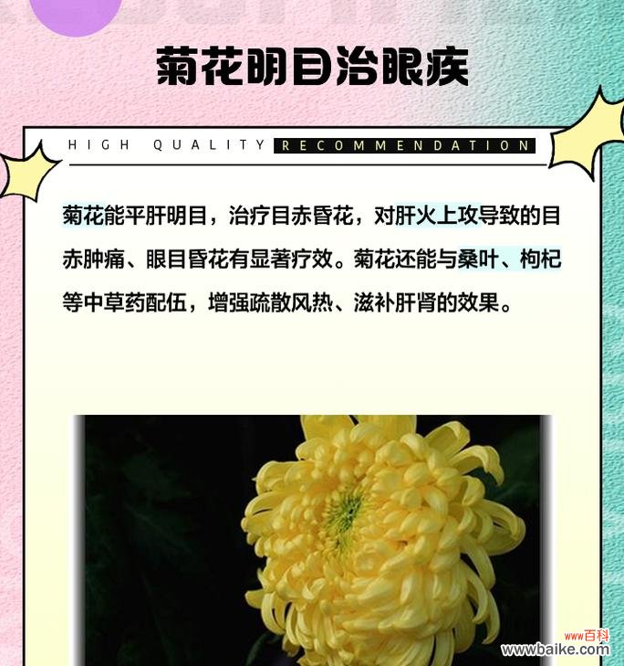 菊花的花语有哪些独特之处?