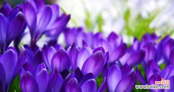 梦幻紫色花语代表哪种花?紫色花的花语有哪些特别之处?