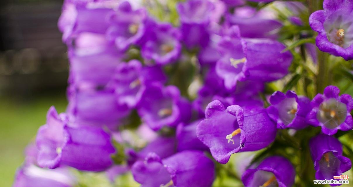 梦幻紫色花语代表哪种花?紫色花的花语有哪些特别之处?