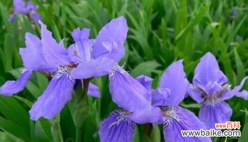 梦幻紫色花语代表哪种花?紫色花的花语有哪些特别之处?