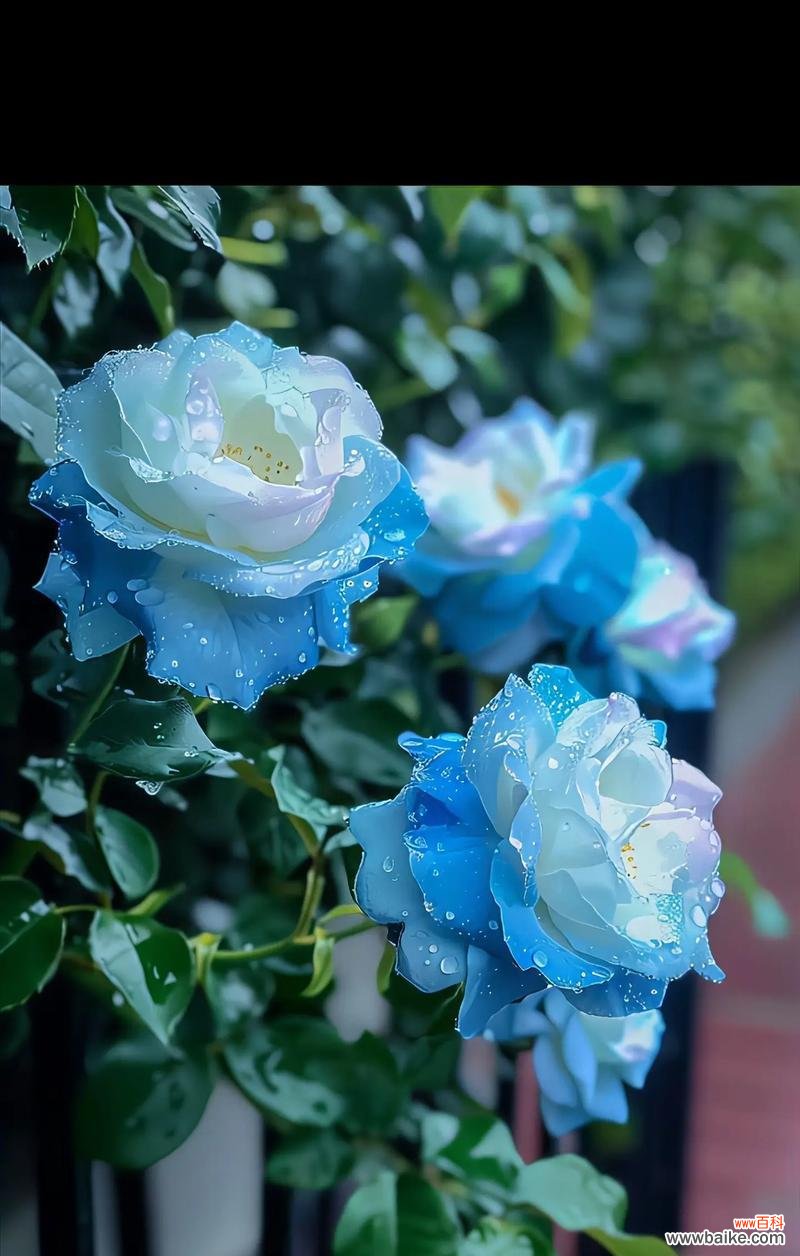 聊天时送两朵玫瑰花有何含义?两朵玫瑰花的花语是什么?