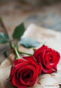 聊天时送两朵玫瑰花有何含义？两朵玫瑰花的花语是什么？