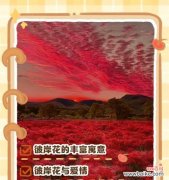 等花的花语有哪些？它象征着什么？