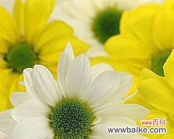 橘黄色菊花代表什么?