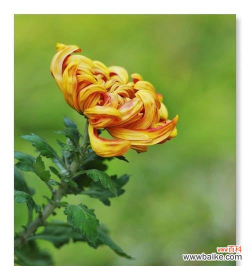 橘黄色菊花代表什么?