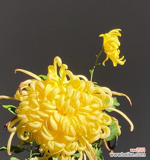 橘黄色菊花代表什么?