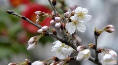 紫叶李花象征着什么？花语背后的故事是什么？