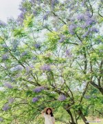 花语大结局最后一集的花语有何深意？