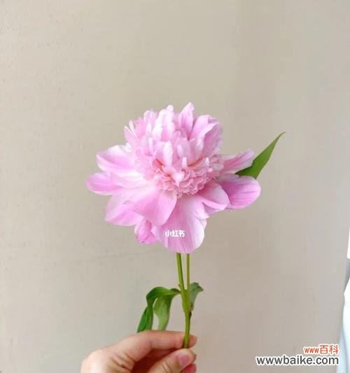 探索芍药花的深层含义 芍药花的寓意与意义