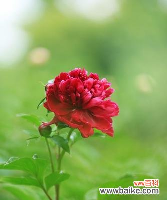 探索芍药花的深层含义 芍药花的寓意与意义