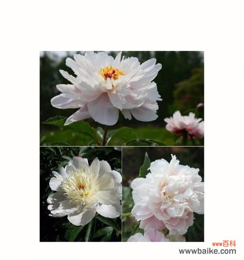 探究芍药花的寓意与文化传承 芍药花的花语及其象征意义