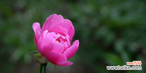 探索芍药花花语的深刻意义 芍药花花语与其美丽内涵