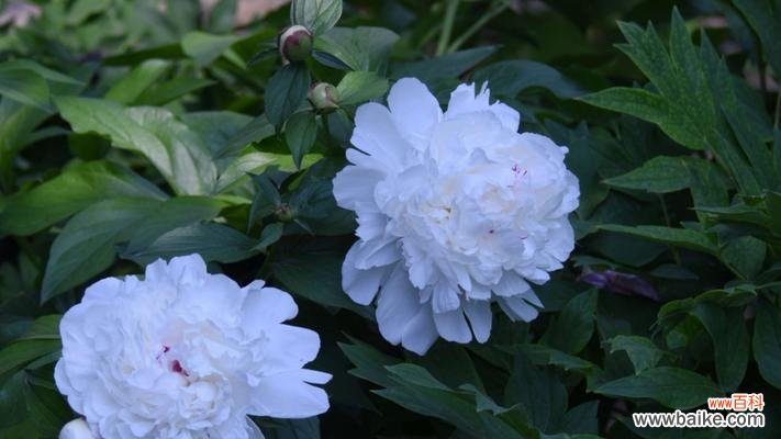 探索芍药花花语的深刻意义 芍药花花语与其美丽内涵