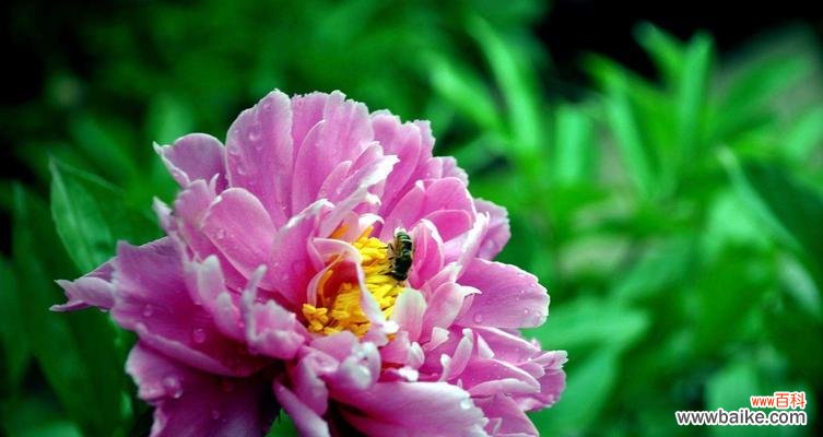 探索芍药花花语的深刻意义 芍药花花语与其美丽内涵