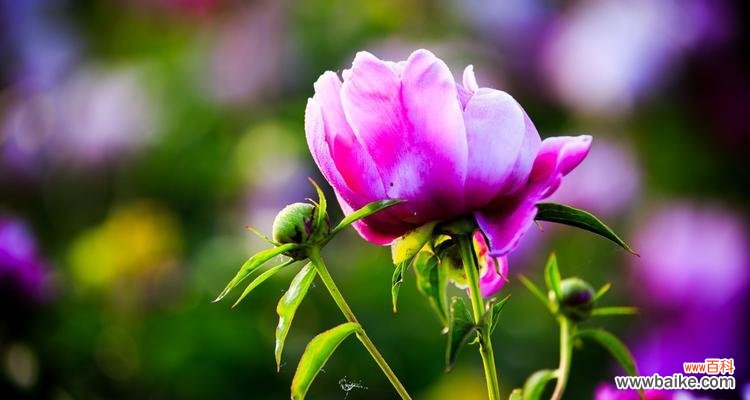 解码芍药花的隐含情感与象征意义 探秘芍药花的花语与寓意