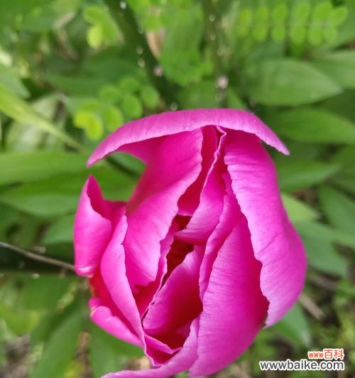 探寻芍药花所蕴含的深意 芍药花的花语与象征意义