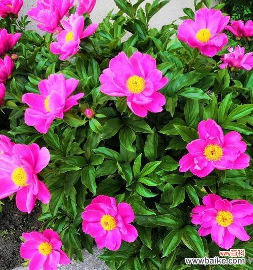 探寻芍药花所蕴含的深意 芍药花的花语与象征意义