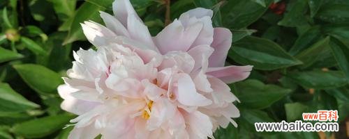 探寻芍药花的不同寓意 芍药花语的丰富含义