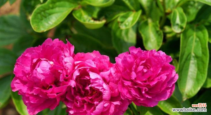 探寻芍药花的不同寓意 芍药花语的丰富含义