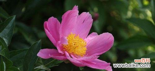 探寻芍药花的不同寓意 芍药花语的丰富含义