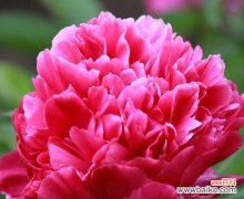 用芍药花语传递情感与祝福 探寻芍药花语的美丽寓意