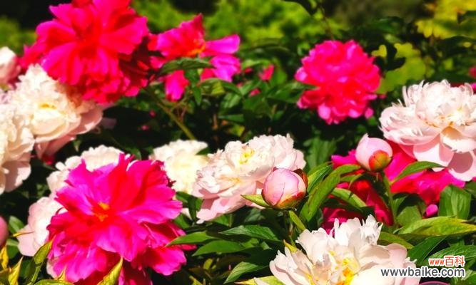 探寻芍药花的象征和意义,了解芍药的不同寓意 芍药花的寓意与花语