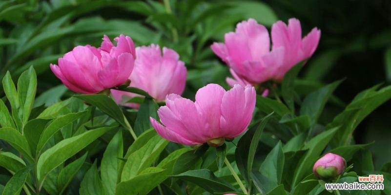 探寻芍药花的象征和意义,了解芍药的不同寓意 芍药花的寓意与花语