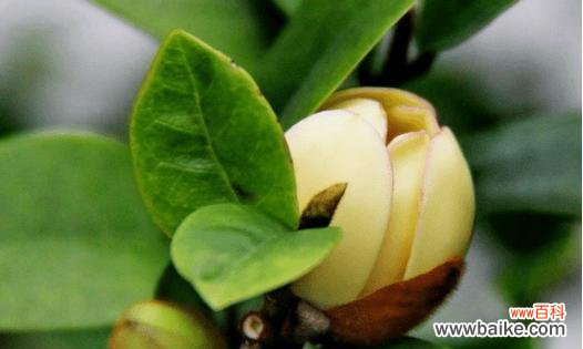 用微笑传递自然之美 深山含笑花语-传递自然的微笑