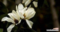 用微笑传递自然之美 深山含笑花语-传递自然的微笑