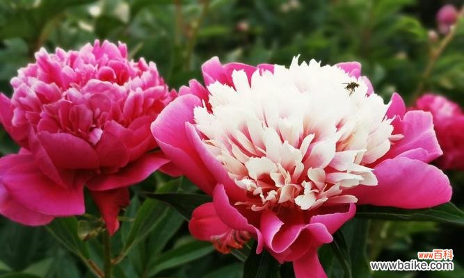 追寻芍药花背后的深刻寓意 芍药花的寓意与象征意义