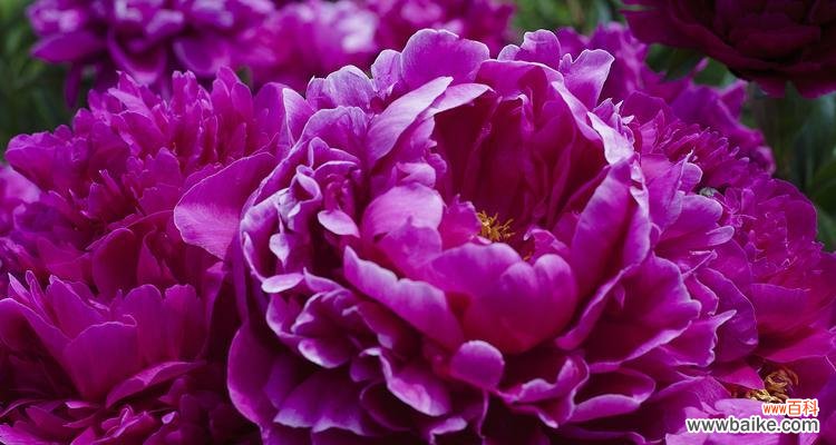 追寻芍药花背后的深刻寓意 芍药花的寓意与象征意义