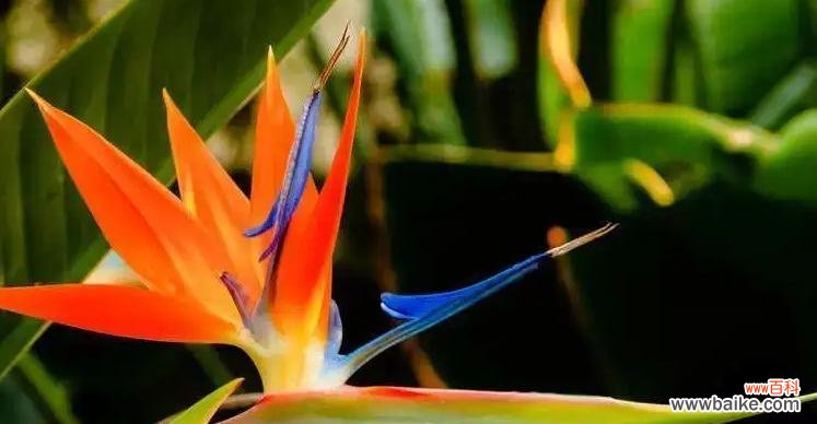 以美丽花朵传递和平与希望 和平的象征——白色郁金香