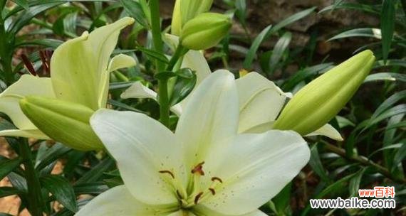 探寻圣心百合的花语及其深层含义 圣心百合