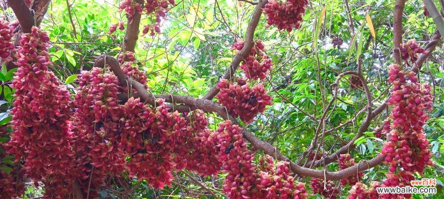 传递幸福与希望的鲜花 禾雀花