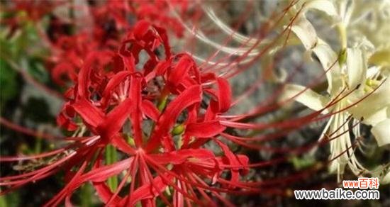 探寻黑色曼陀罗的深层意义与象征 黑色曼陀罗的花语