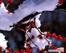 传递爱与希望的红豆之花 红豆花语的深意