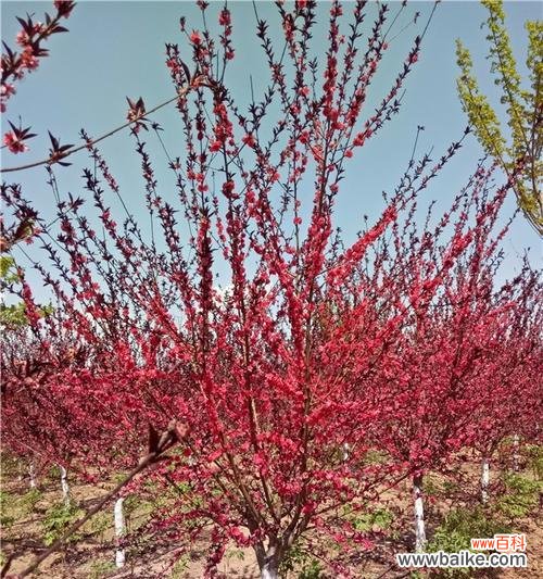 红叶碧桃 红叶碧桃的花语及寓意解读