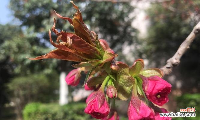 美丽的红叶樱花带给我们的心灵的启迪与感悟 红叶樱花的花语与含义