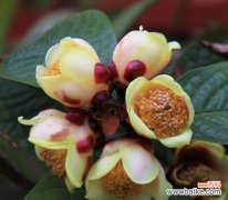 茶花花语含义是什么意思？茶花代表了哪些情感？