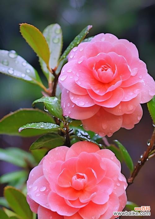 茶花花语含义是什么意思?茶花代表了哪些情感?