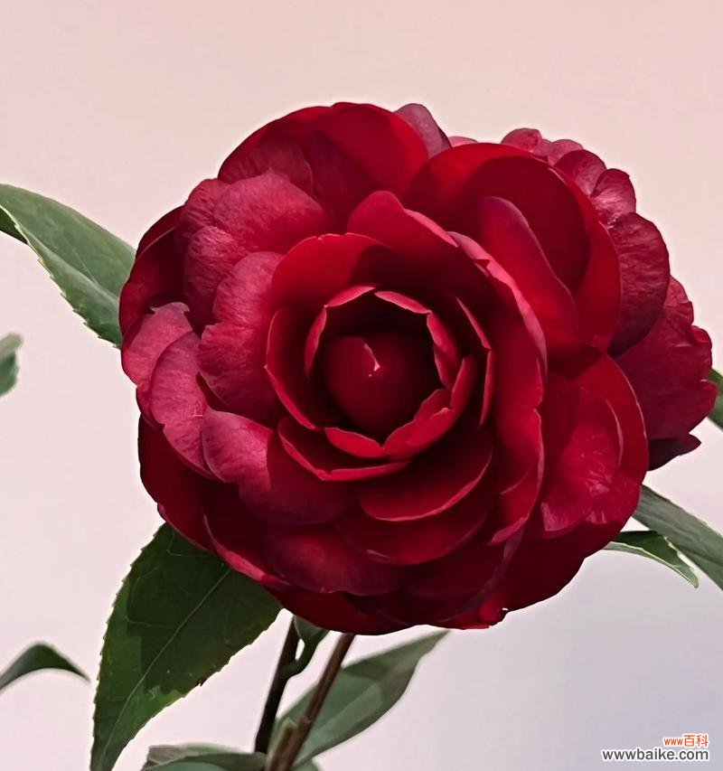 茶花花语含义是什么意思?茶花代表了哪些情感?