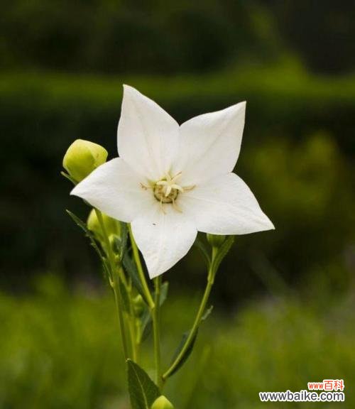 弥沙花代表的花语有何深意?