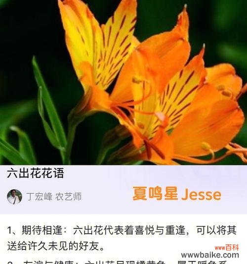 多丁花的花语是什么？多丁花代表了什么含义？