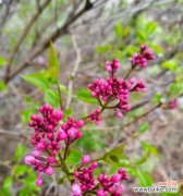 多丁花的花语是什么？多丁花代表了什么含义？