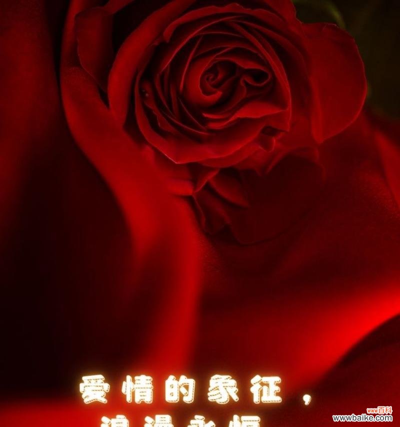 简单玫瑰最美的花语是什么?玫瑰花语有哪些动人之处?