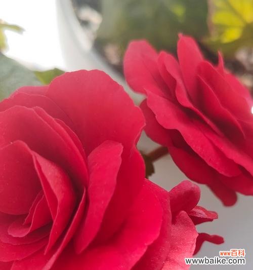 绿色玫瑰传递了哪种情感?