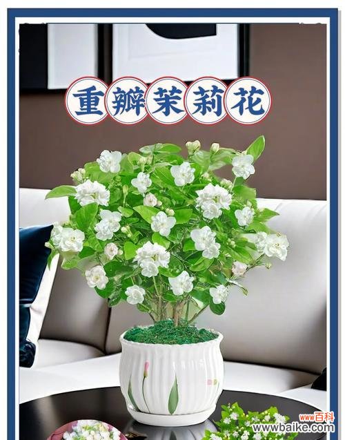 茉莉花的花语是什么梗？茉莉花代表的含义是什么？