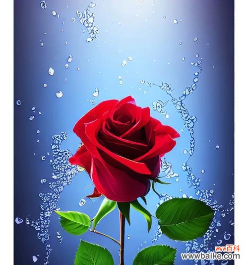 插红玫瑰的花语和寓意是什么?它传递了哪些情感?